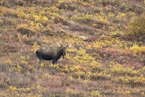 Moose photo by Hugh Rose with Cheesemans' Ecology Safaris