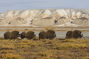 Muskoxen © Hugh Rose