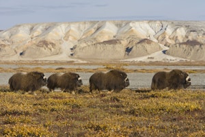 Muskoxen © Hugh Rose