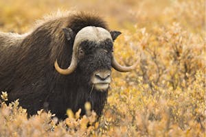 Musk Ox © Hugh Rose