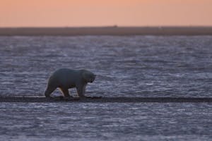 Polar Bear photo by Hugh Rose with Cheesemans' Ecology Safaris