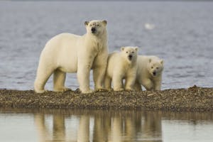 Polar Bears taken with Telephoto Lens photo by Hugh Rose with Cheesemans' Ecology Safaris