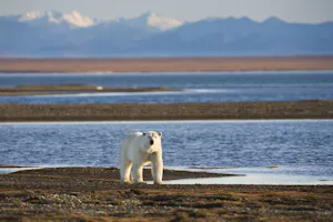 Polar Bear photo by Hugh Rose with Cheesemans' Ecology Safaris
