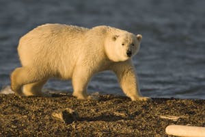 Polar Bear taken with Telephoto Lens © Hugh Rose