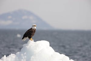 Bald Eagle photo by Hugh Rose with Cheesemans' Ecology Safaris