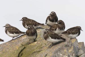 Black Turnstones photo by Hugh Rose with Cheesemans' Ecology Safaris