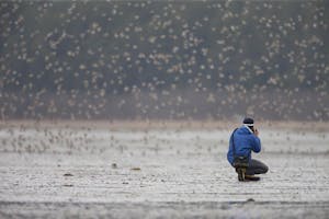 Photographing shorebirds in the Copper River Delta photo by Hugh Rose with Cheesemans' Ecology Safaris