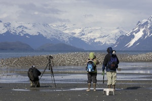 Photographing shorebirds in the Copper River Delta photo by Hugh Rose with Cheesemans' Ecology Safaris