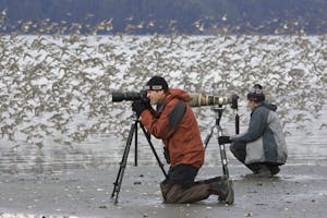Photographing shorebirds in the Copper River Delta photo by Hugh Rose with Cheesemans' Ecology Safaris