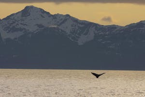 Humpback Whale in Prince William Sound photo by Hugh Rose with Cheesemans' Ecology Safaris