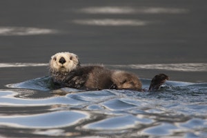 Sea Otter mother and pup in Prince William Sound photo by Hugh Rose with Cheesemans' Ecology Safaris