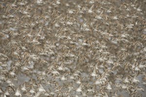 Western Sandpipers photo by Hugh Rose with Cheesemans' Ecology Safaris