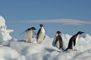 Adelie Penguins in Antarctica photo by Cheesemans’ Ecology Safaris