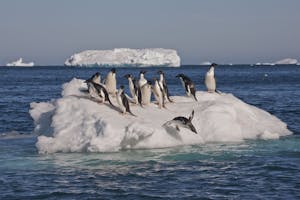 Adelie Penguins in Antarctica photo by Cheesemans’ Ecology Safaris