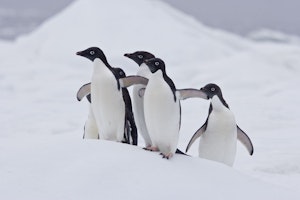 Adelie Penguins in Antarctica photo by Cheesemans’ Ecology Safaris