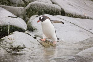 Gentoo Penguin in Antarctica photo by Cheesemans’ Ecology Safaris