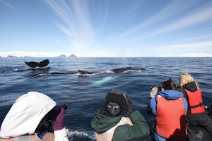 Humpback Whale in Antarctica photo by Cheesemans’ Ecology Safaris