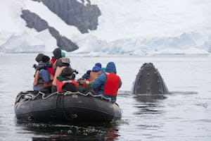 Adelie Penguins in Antarctica photo by Cheesemans’ Ecology Safaris