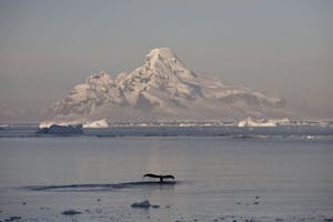 Adelie Penguins in Antarctica photo by Cheesemans’ Ecology Safaris