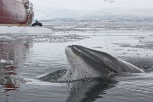 Minke whale © Cheesemans' Ecology Safaris