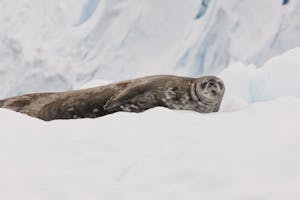 Weddell seal in Antarctica photo by Cheesemans’ Ecology Safaris