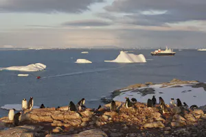 Gentoo Penguins in Antarctica photo by Cheesemans’ Ecology Safaris