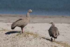 Cape Barren Geese photo by Cheesemans’ Ecology Safaris