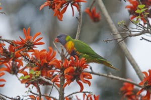 Rainbow Lorikeet photo by Cheesemans’ Ecology Safaris