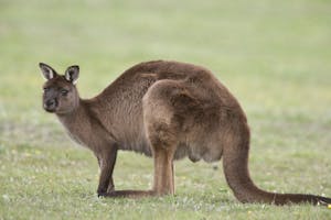 Western Gray Kangaroo photo by Cheesemans’ Ecology Safaris
