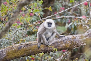 Black-faced Langur photo by Cheesemans' Ecology Safaris