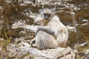 Golden Langur photo by Cheesemans' Ecology Safaris