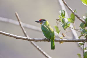 Golden-throated Barbet photo by Cheesemans' Ecology Safaris