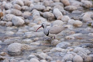 Ibisbill photo by Cheesemans' Ecology Safaris