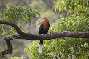 Rufous-necked Hornbill © Cheesemans' Ecology Safaris
