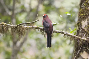 Ward's Trogon male photo by Cheesemans' Ecology Safaris