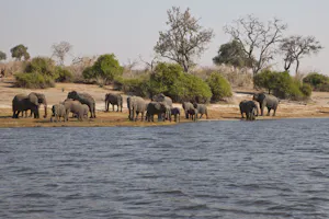 African Elephants on the Chobe River photo by Cheesemans’ Ecology Safaris