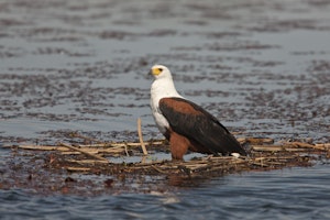 African Fish Eagle photo by Cheesemans’ Ecology Safaris