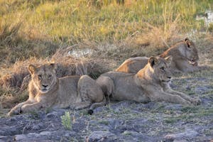 African Lions photo by Cheesemans’ Ecology Safaris