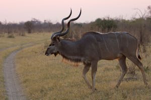 Greater Kudu photo by Debbie Thompson