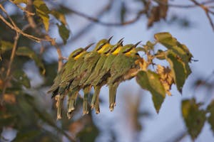 Little Bee-eaters photo by Cheesemans’ Ecology Safaris