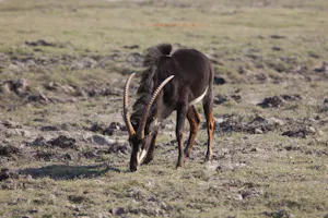 Sable Antelope photo by Cheesemans’ Ecology Safaris