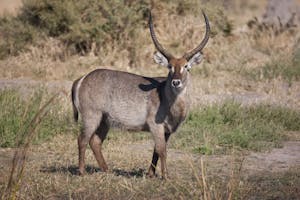 Water Buck photo by Cheesemans’ Ecology Safaris