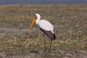 Yellow-billed Stork photo by Cheesemans’ Ecology Safaris