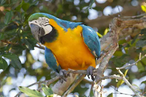 Blue-and-yellow Macaw photo by Debbie Thompson with Cheesemans' Ecology Safaris