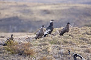 Andean Condors © Cheesemans’ Ecology Safaris