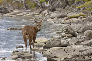 Andean Deer (Huemul) © Debbie Thompson
