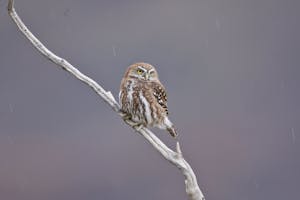 Austral pygmy-owl. © Cheesemans’ Ecology Safaris