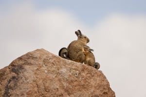 Mountain Viscacha © Cheesemans’ Ecology Safaris