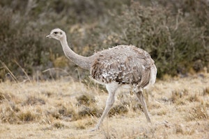 Lesser Rhea © Cheesemans’ Ecology Safaris