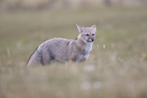 South American Gray Fox © Cheesemans’ Ecology Safaris